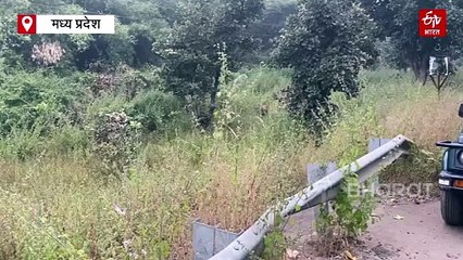 बांधवगढ़ में बाघिन ने अचानक लगाई दौड़, पर्यटकों की रुक गई सांसें, देखिए रोमांचक वीडियो