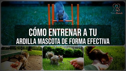Cómo Entrenar a tu Ardilla Mascota: Guía Completa y Fácil