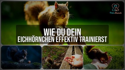 Dein Eichhörnchen trainieren: Effektive Methoden & einfache Tricks