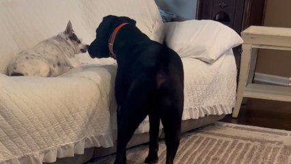 Dog wags tail in circles to flirt but gets ignored by another dog