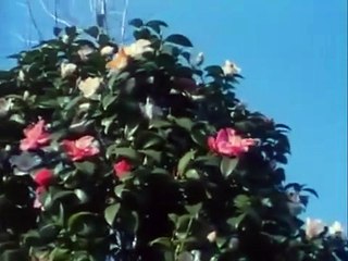 Zone 1995 Directed by Takashi Ito