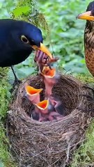 Cuckoo Chick Pushes Out Older Nest Mate