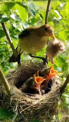 Cuckoo Chick Pushes Out Older Nest Mate