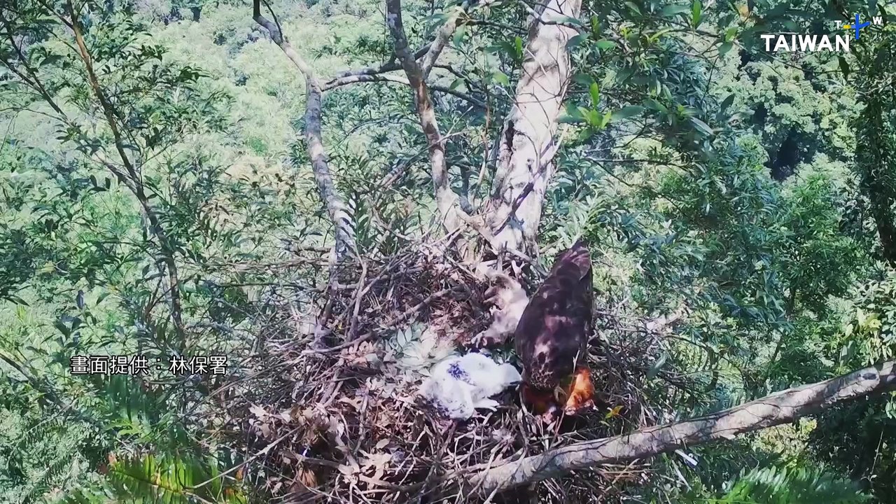 Elusive Mountain Hawk-Eagle Tracking Toughens With Dwindling Population