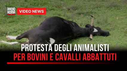 Protesta degli animalisti per bovini e cavalli abbattuti