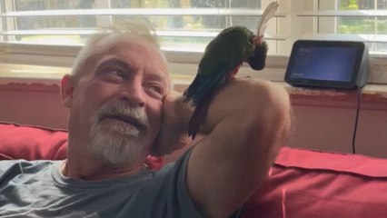 Parrot uses a feather to scratch and enjoys the ultimate moment of pure satisfaction