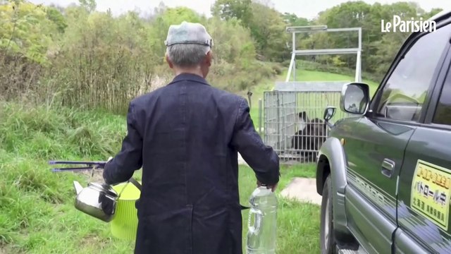 Attaques mortelles d’ours au Japon : l’armée appelée à la rescousse