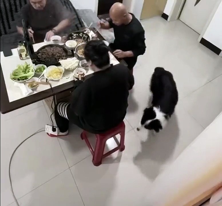 Ce chien qui a faim se venge de son maitre à table