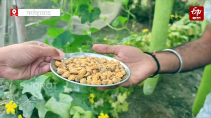 लौकी ने बदली किस्मत!, किसान रवि ने उगाई 6 फीट लंबी लौकी, प्रति एकड़ 6 लाख तक मुनाफा