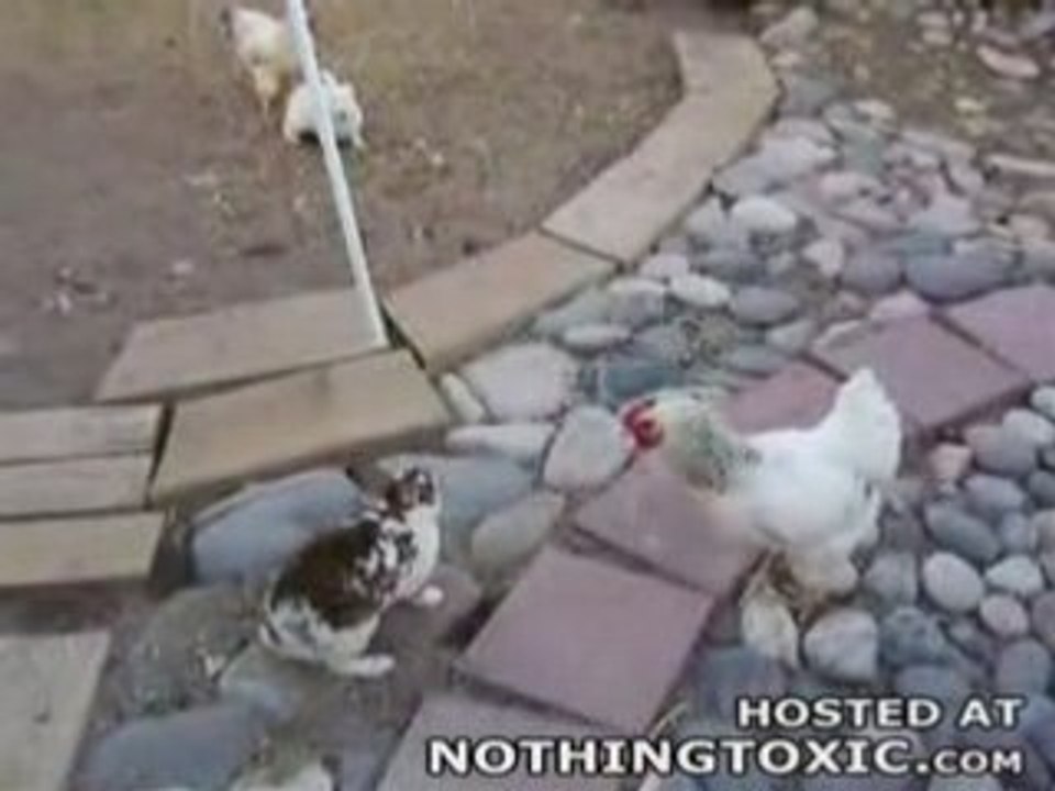 Baston _ les poulets interviennent