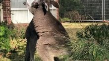 Kangaroos playing
