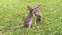 Kangaroos playing