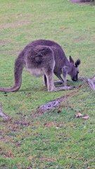 Kangaroos feeding
