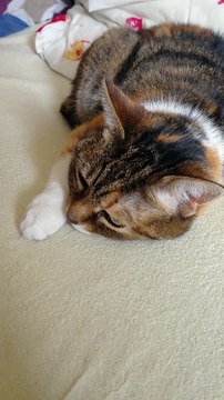 Good Night from the Real Queen of the Bed 👑🐱 | She Lets Us Sleep Too! #cats #shorts #funny #funnycats #goodevening #goodnight #viralcats #cute #cutecats #fyp