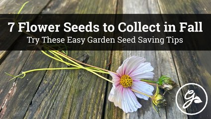 7 Easy Flower Seeds to Collect in Fall | Save Money & Grow More