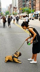 Dog Refuses to Move on New York Street 😂 | Owner Can’t Stop Laughing | Funniest Dog Moment Ever!