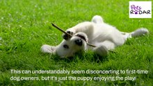 Understanding Your Puppies Body Language