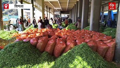 हिमाचल मटर और बीन्स के दाम छू रहे आसमान, मौसम ने बिगाड़ा गेम, बाहरी राज्यों में हाई डिमांड