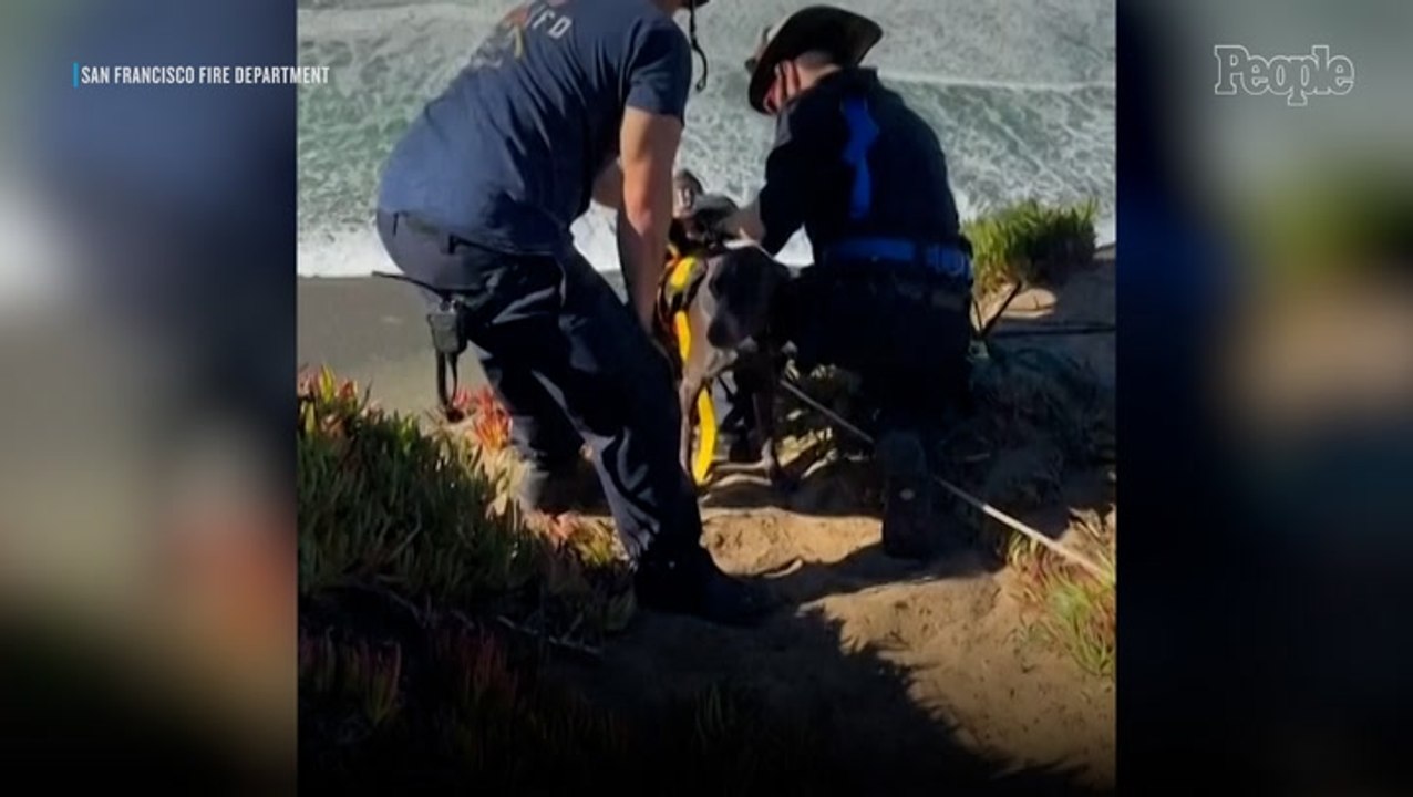 San Francisco Dog Rescued After Spending 20 Minutes Clinging to Side of a Cliff: ‘He Was Giving Everyone Kisses’