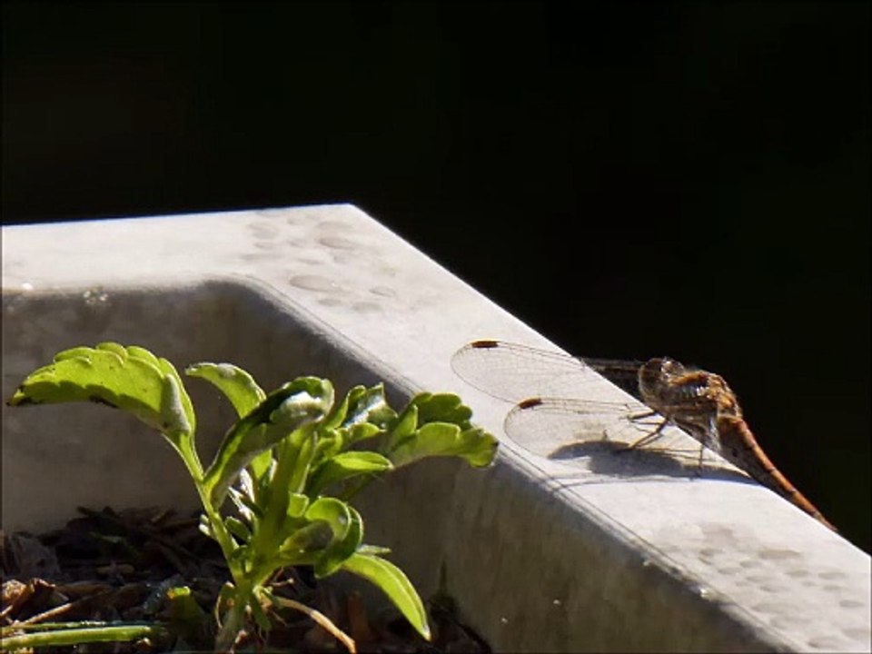 Insectes