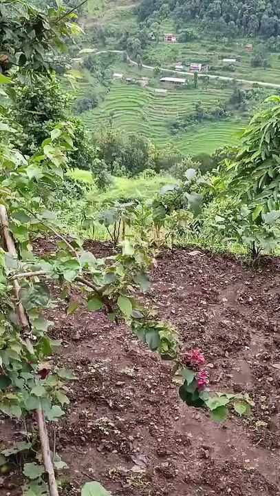 Morning Vibes in Nepali Village ☀️ | Nature’s Sound & Pure Life | Samundra Travels