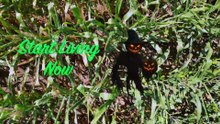 Halloween in the Maritimes: Spooky Coastal Nights in New Brunswick Halloween Special 👻🎃👻🎃👻🎃👻🎃
