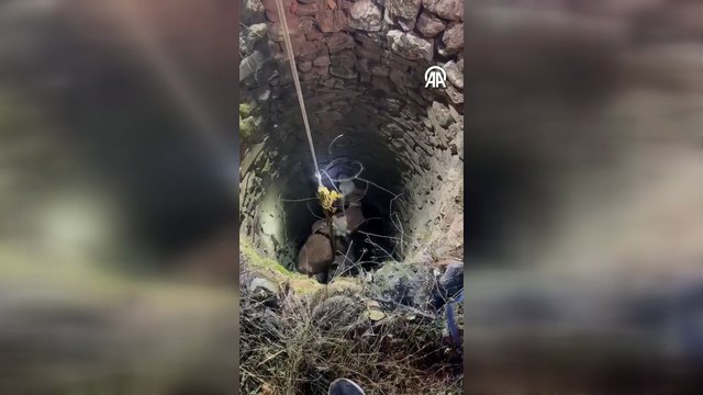 İtfaiye, AFAD ve İl Özel İdaresi ekipleri seferber oldu! Su kuyusuna düşen inek kurtarıldı