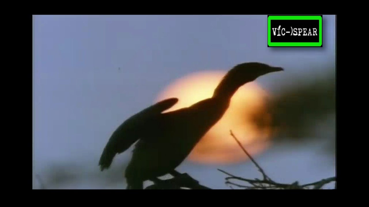 India Salvaje: El Último de los cazadores - Documental (1993) - Español Latino Episodio 2