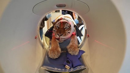 Watch: Endangered tiger undergoes specialist CT scan at zoo