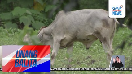 Mga pagala-galang baka, pinangangambahang magdulot ng aksidente | Unang Balita