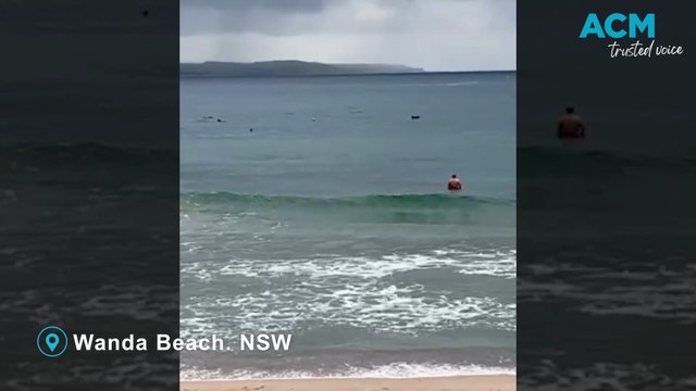 Shark feeding frenzy or just dolphins having fun?