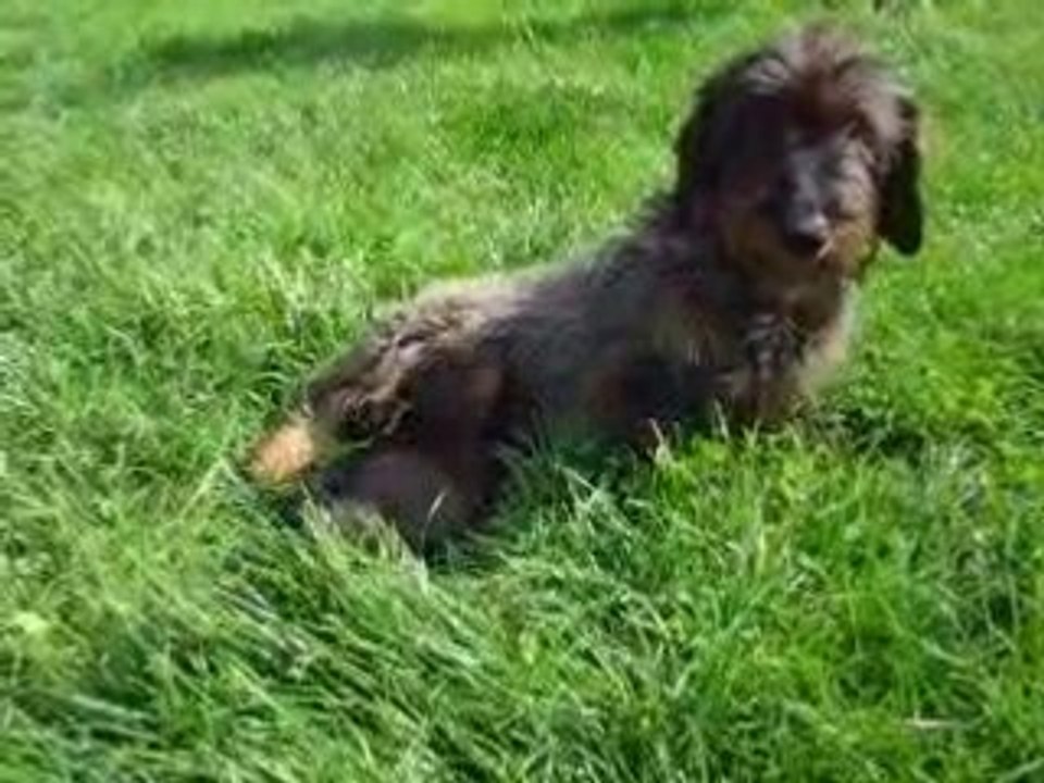 chiots Baalberith : mai 2008