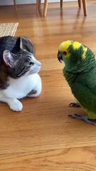 ESCÁNDALO ANIMAL: 😱 Loro lleva al límite la paciencia de un gato con sus imitaciones.