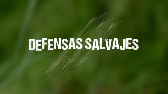 Documental - Defensas Salvajes - Dientes y garras - 🏆 ¿Quién Gana? Los 5 Depredadores con los Dientes y Garras MÁS Poderosos del Mundo
