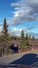 King of the rut.  It’s Denali.  #Alaska #moose