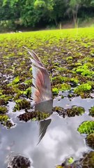 What is the reach 🥰