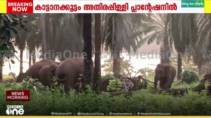 അതിരപ്പിള്ളിയിൽ പ്ലാന്റേഷൻ ജനവാസ മേഖലയിൽ നിലയുറപ്പിച്ച് കാട്ടാനക്കൂട്ടം