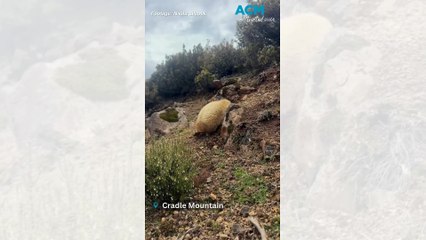 Discover the Fascinating White Echidna at Cradle Mountain 🦔