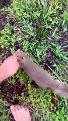 A rescued squirrel wanted to show its friend something