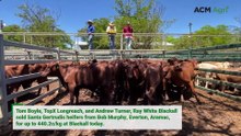 'Very, very mixed quality yarding' at Blackall cattle sale
