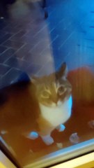 5 AM walk? A quick one, it is too cold! 😹#cat #shorts #funnycats #funnyanimals #goodmorning #morning #newday #viralcats #cutecats #cuteanimals #trending #fyp