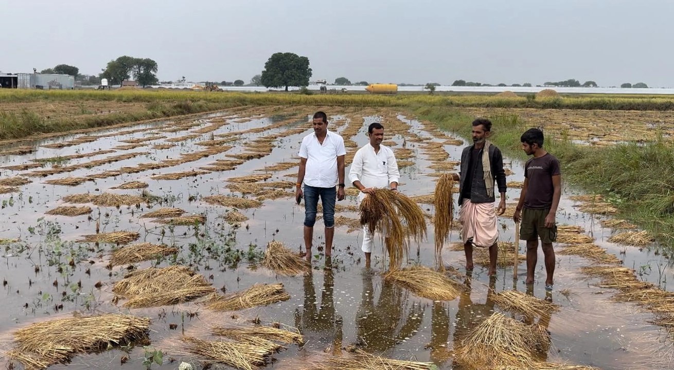 अति वर्षा के चलते 5000 बीघा धान और सरसों की फसल...