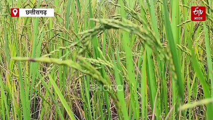 बलौदा बाजार में प्लांट प्रबंधन के खिलाफ ग्रामीणों की नाराजगी, केमिकलयुक्त पानी से फसलों के खराब होने का आरोप, कलेक्टर ने कही जांच की बात