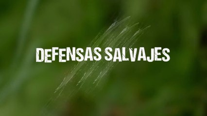 Documental - Defensas Salvajes - Expulsión y olor - 🤢 "Armas Químicas de la Naturaleza: El Olor MÁS ASQUEROSO del Planeta | Documental Animal"