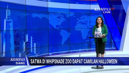 Rayakan Halloween, Ini Tingkah Lucu Satwa di Whipsnade Zoo | KOMPAS SIANG