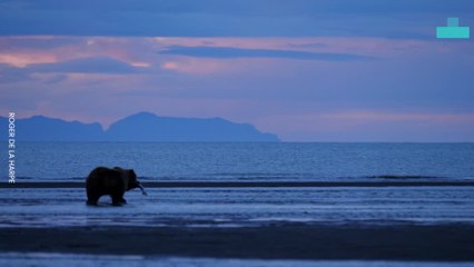 Grizzly Bear Family Enjoy Day by the Water