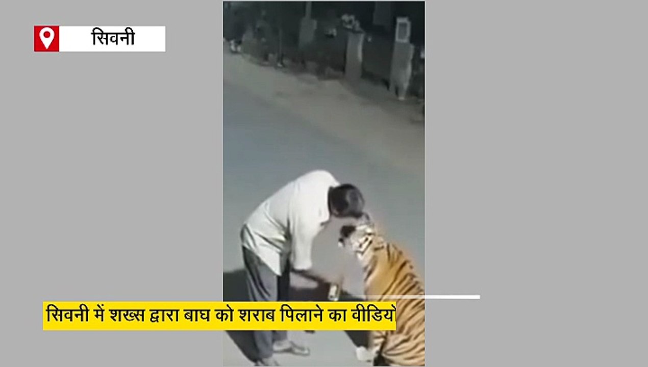 बाघ को बिल्ली समझ सिर सहलाया, फिर ऑफर की शराब, वायरल वीडियो की जानें सच्चाई