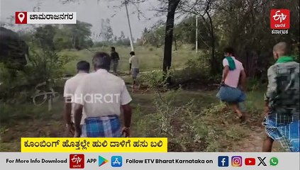 ಮೂರು ದಿನದಿಂದ‌ ಸಿಗದ ಹುಲಿ: 130ಕ್ಕೂ ಹೆಚ್ಚು ಅರಣ್ಯ ಸಿಬ್ಬಂದಿ ಬೆಣ್ಣೆಗೆರೆಯಲ್ಲಿ ಠಿಕಾಣಿ