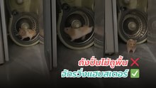 เจ้าหนูแฮมสเตอร์ใช้ถังปั่นไม้ถูพื้นเป็นจักรวิ่ง !