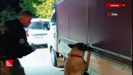 Samsun'da kamyonete gizlenmiş uyuşturucuyu dedektör köpeği buldu